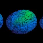 3D images of a solid liquid interface bulging due to the agglomeration of gas