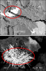 Scanning Electron Microscopy with Energy Dispersive Spectroscopy (SEM w/ EDS) imaging showing two regular morphologies for uranium-rich regions