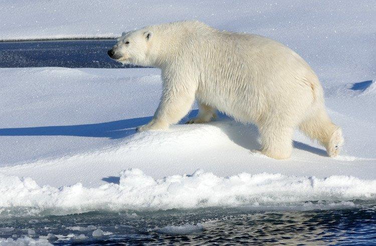 Dr. Kadko has 22 days left of the 65 day Arctic expedition